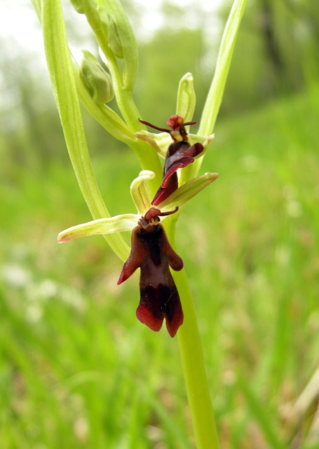 Ophrys insectifera